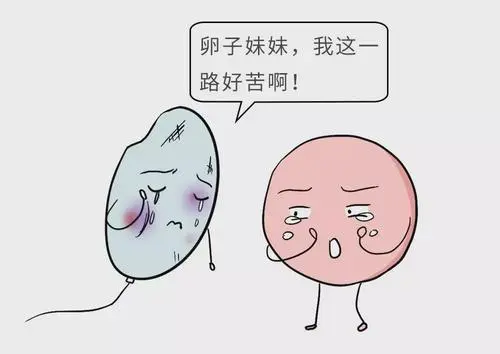 试管婴儿长方案、短方案、拮抗剂方案，到底哪个适合我？